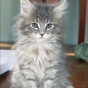 Meet your Posher, Sue